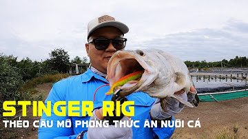 Stinger Rig – Thẻo Mồi Mềm Câu Lure Cá Chẽm Hồ Dịch Vụ Siêu Nhạy