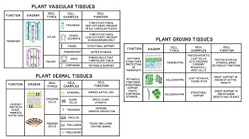 Plant Tissues