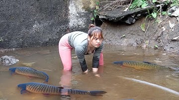 Girl uses bamboo cage and net to catch fish, Great fishing spot, Drag Net To Harvest A Lot Of Fish