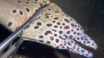 Diving under the sea to catch eels, crabs and sea cucumbers | Part 111-3