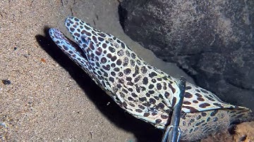 Diving under the sea to catch eels, crabs and sea cucumbers | Part 111-3