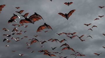 Creating Animated Bats with Geometry Nodes 🦇 (Blender Tutorial)