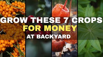 7 winstgevende gewassen die je uit zaad kunt kweken (kwekerijen praten hier NOOIT over!)