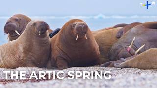Saving the Arctic’s Endangered Species | Guardians of Our Planet EP2