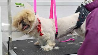 This Dog Has Been BLACKLISTED By EVERY Local Groomer 😅🫣