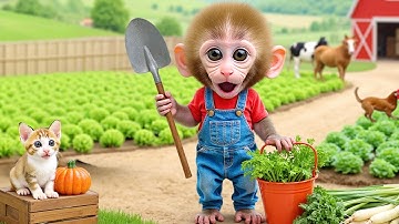 Monkey Nana Drives a Tractor and the costly lesson for the greedy grape thief- NANA MONKEY LIFE