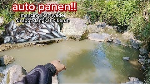 AUTO PANEN!! mancing ikan wader di sungai keruh dan dangkal