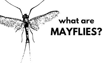 What Are Mayflies?