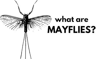 What Are Mayflies?