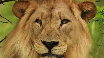 Lions and Hyenas Battle for Survival in Southern Africa | Our World