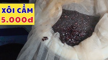 Xôi Cẩm Bán Tại Quán Linh Ở Rể - Phục Vụ Bà Con Đi Làm