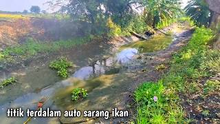 Spot edan‼️ makin surut air parit nya makin istimewa penghuninya