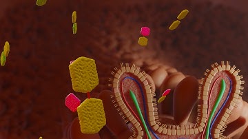 How the body absorbs sugar | 3D-ANIMATION