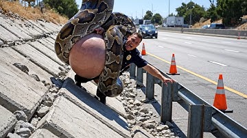 Construction Worker Saves Cop From Being Crushed By A Giant Snake!