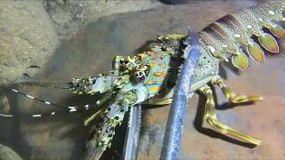 Diving under the sea to catch eels, crabs and sea cucumbers | Part 80-2