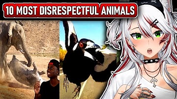 THESE ANIMALS ARE DEMONS !!!😈 | Top 10 Animals with Black Air Force Energy | Casual Geographic React