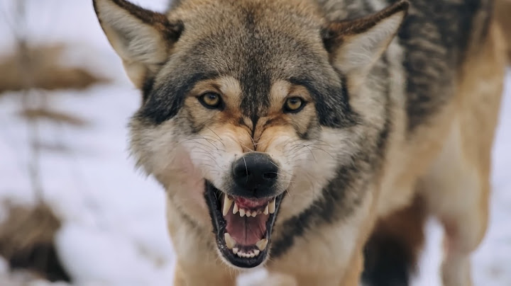 The Snow Wolf - Survival depends on solidarity.