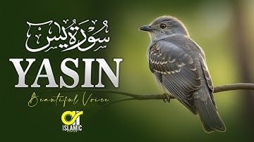 Surah Yaseen (Yasin) سورة يس | Ultimate Relaxing Quran Will Touch Your Heart | EP -152