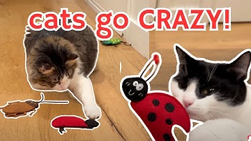 Cats try FUN catnip bug cat toys | amazon cat finds