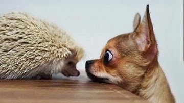 I Wanted a Cute Dog, But God Gave Me a Comedian! 🤣 🤣Funniest ANIMAL Videos 2025