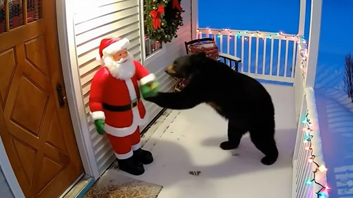 Try Not To Laugh! 😂 Funny Christmas Animal Videos of This Year