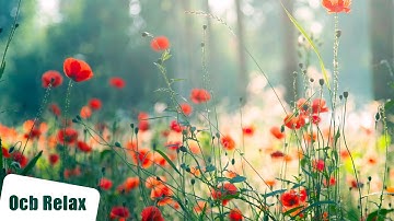 12 Hours of Relaxing Music - Piano Music for Stress Relief, Sleep Music, Meditation Music (Riley)