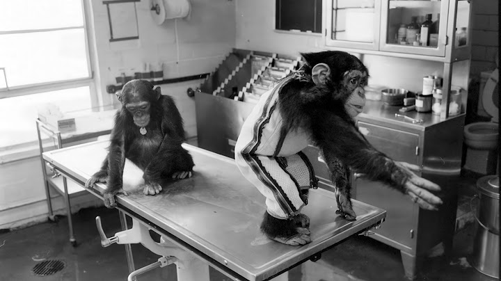 The Space Chimpanzee - The Story of Astronaut Ham