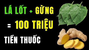 Cách Ngâm Lá Lốt Với Rượu: Bí Quyết 3 Đời Chữa Đau Lưng