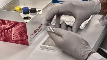 Complete ELISA Workflow for Accurate Results | Invitrogen Kits