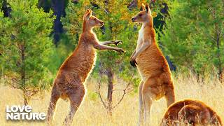 Eastern Kangaroos Box For Mating Rights | Dawn to Dusk 106