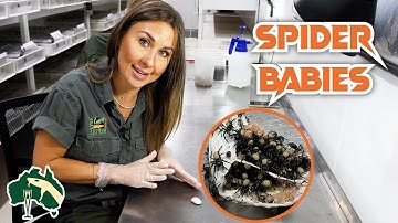 Het openen van de DODELIJKE trechterwebspin-eierzak! | Venom Diaries