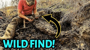 Dinosaur-Age Fossil Hunt: Ancient Crabs & a Strange Tooth Discovery!