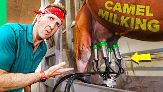 Camel Milk Millionaire!! Inside Asia’s Biggest Camel Farm!!