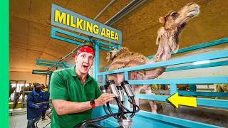 Camel Milk Millionaire!! Inside Asia’s Biggest Camel Farm!!