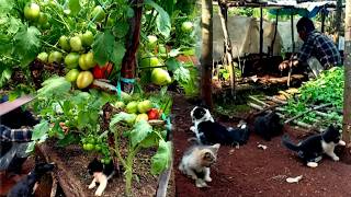 Harvest tomatoes and make pepper bush seeds, gardening in the mountains ep 191