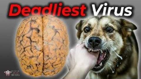 Rabies: One of the Most Deadly Viruses