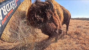 Will They Eat It or Destroy It? We Have Something Brewing!