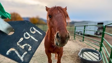 Her tag is OFF! ~ Week 1 with my Wild MUSTANG ~ This horse is smart and sassy!