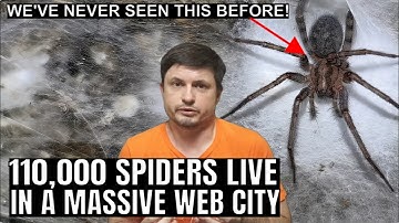 Cave in Europe Is Full of 110,000 Social Spiders Living in a Web City
