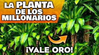 ¡PURO ORO VERDE! Las 3 Plantas de Interior MÁS VALIOSAS para tu Hogar