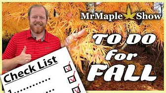 Japanese Maple Care Guide for Fall | Tips from MrMaple