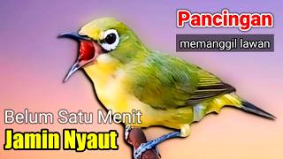 PLECI GACOR suara ngalas BERSAHUTAN  ini PANCINGAN PLECI AGAR BUNYI jadikan BURUNG PLECI Gacor EMOSI