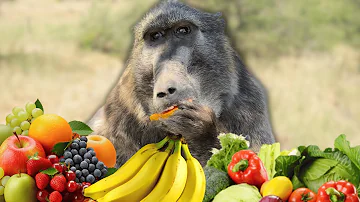 Cindy The Baboon Mukbang