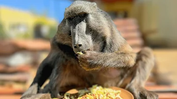 Cindy The Baboon Mukbang