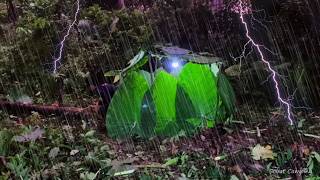 Hujan Deras Tak Berhenti! Solo Camping Bertahan dengan Daun Keladi