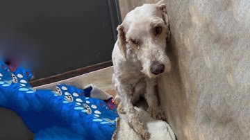 His Eyes Were Full of Fear - A Dog Who Couldn’t Trust Anyone Finally Learns to Love Again!