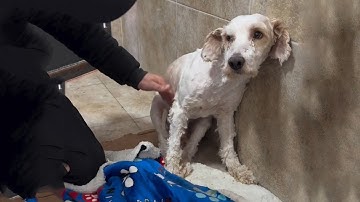 His Eyes Were Full of Fear - A Dog Who Couldn’t Trust Anyone Finally Learns to Love Again!