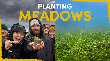 Our Strange Plan To Restore This Ruined Mudflat