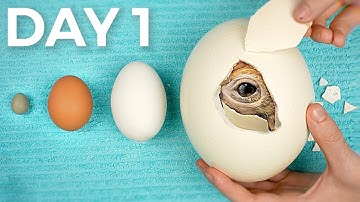 World’s Biggest vs Smallest Egg - Hatching Experiment