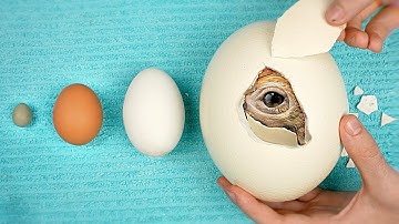 World’s Biggest vs Smallest Egg - Hatching Experiment
